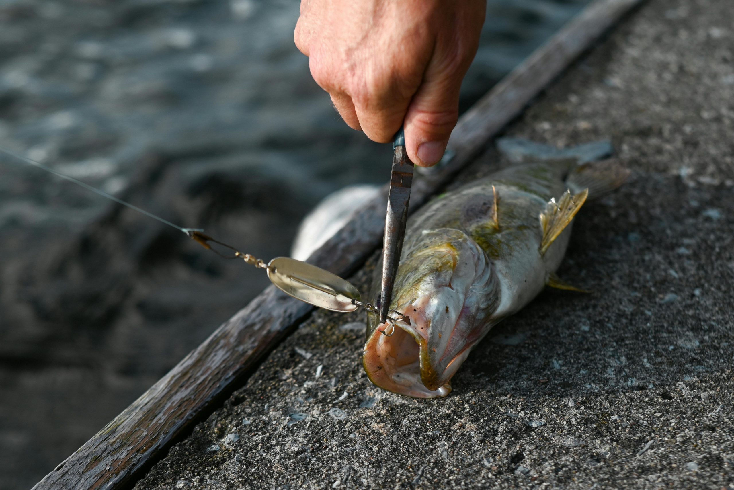 when is bass season